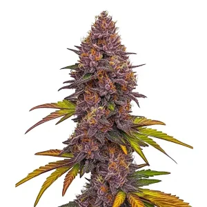 Grizzly Purple Auto