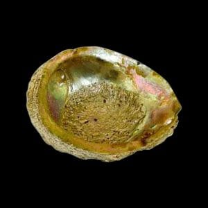 Large Abalone Shell Natural Ashtray
