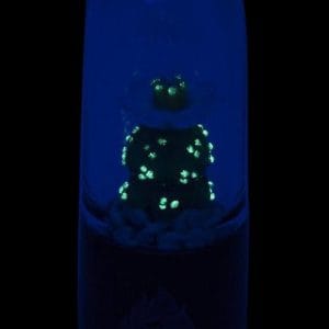 UV Reactive ""Peyote"" Dry Pipe