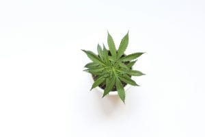 Green cannabis plant in white pot