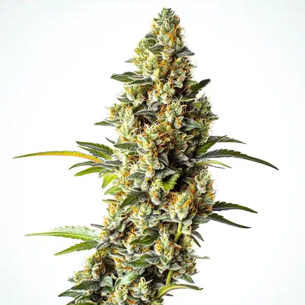 Black Domina x Scotts OG