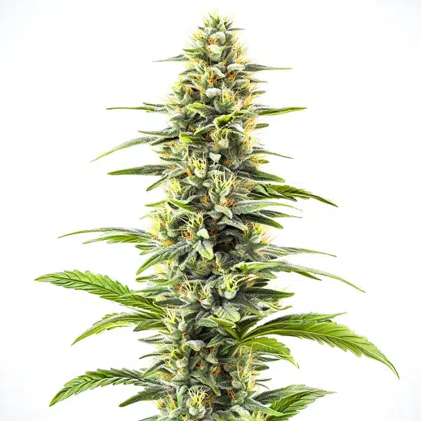 Blue Haze