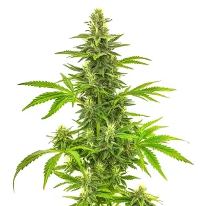 Bruce Banner Fast Version