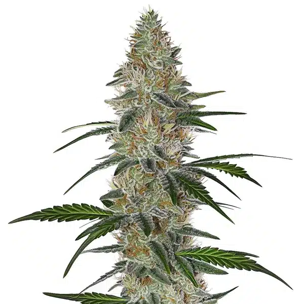CBD Chemdog 4