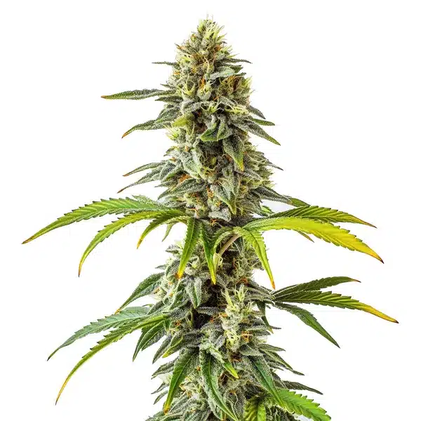 CBD Cream Cheese 1 1