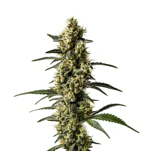 CBD Jack Herer 1 1