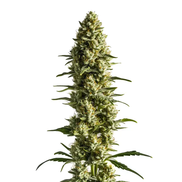 CBD Super Kush 1 25