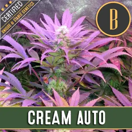 CREAMAUTOMATICPLANT 1