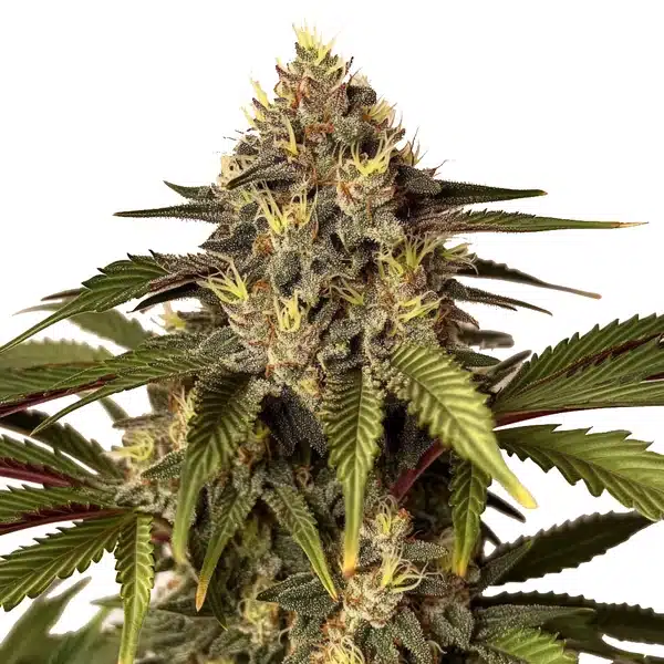 Candy Kush x Do Si Dos