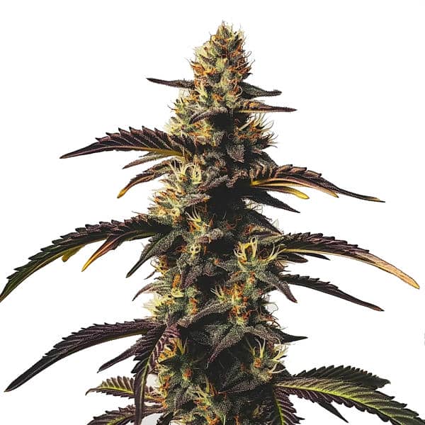 Chocolate Mint OG