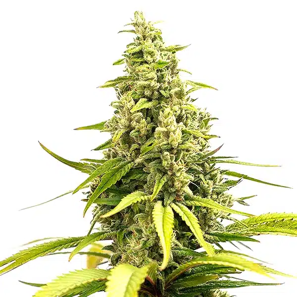 Critical Cream Caramel Auto 1
