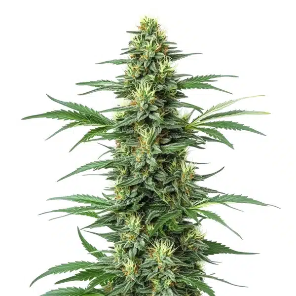 Critical Jack 1