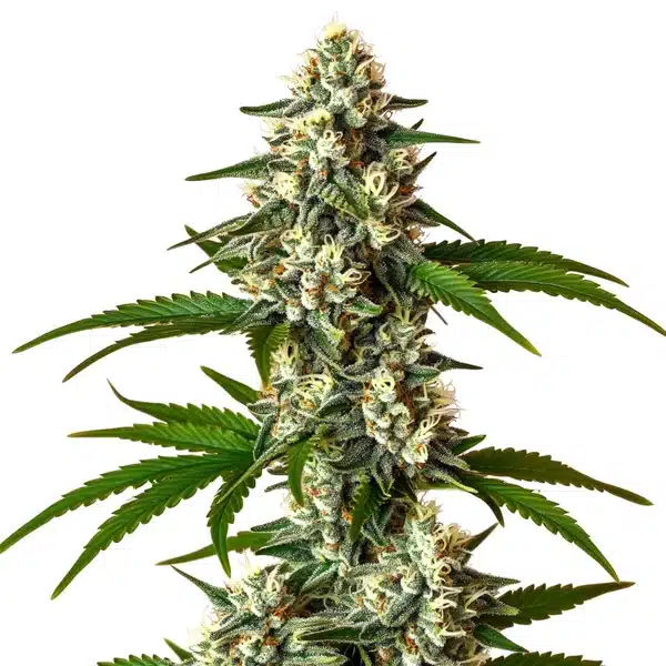 Crystal Candy Auto 1