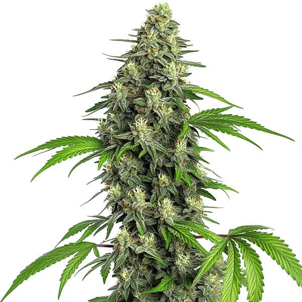 Girl Scout Cookies Fast Version