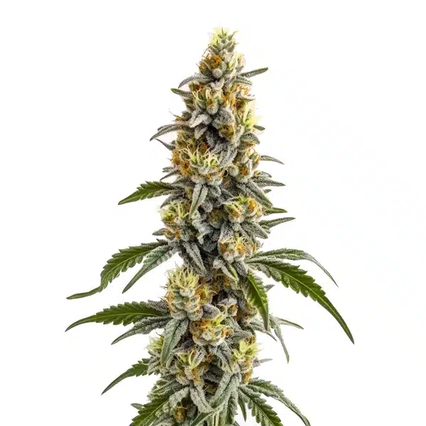 Harlequin x Bubba Kush Regular