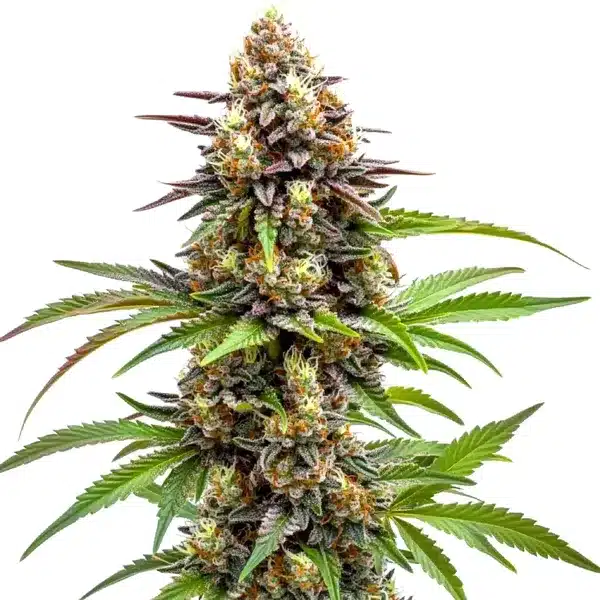 Ice Cream x SFV OG 1