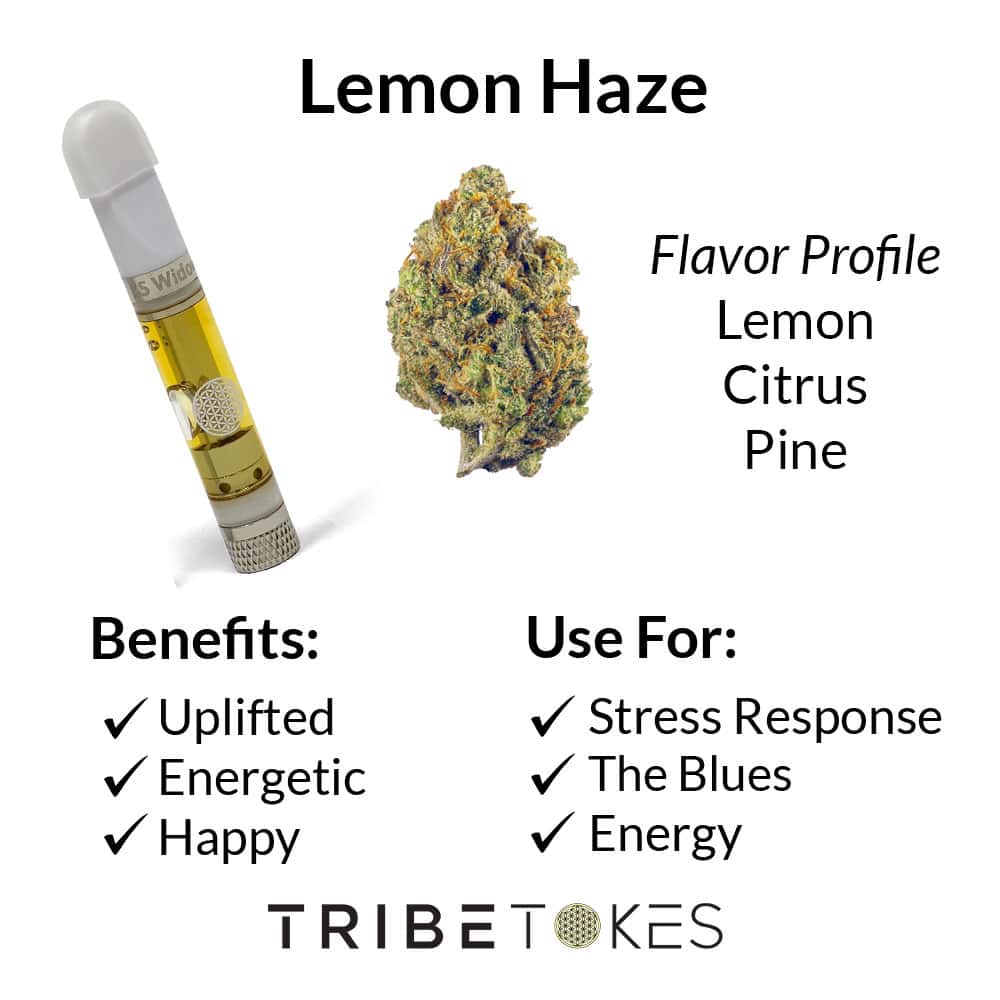 Lemon Haze Strain Profile 2 1