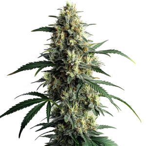 Northern Lights #10