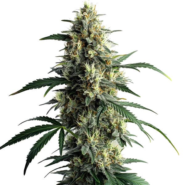 Northern Lights 10