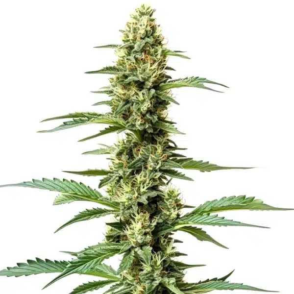 Northern Lights x Chronic 1
