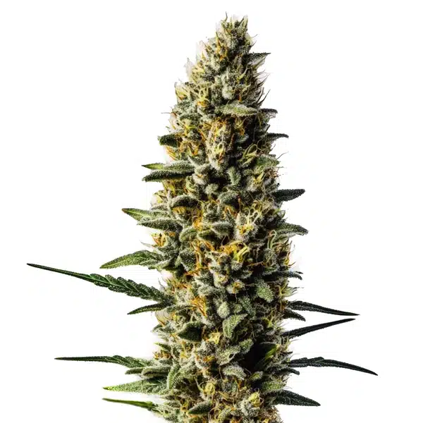 Skunk 1 Auto 1
