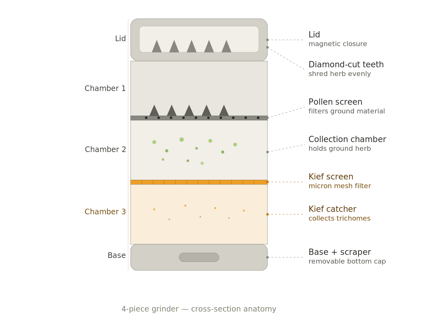 Cannabis grinder anatomy diagram showing cross-section of a 4-piece grinder with all chambers labelled