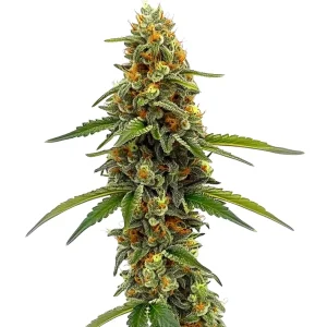 cbd acdc 1 18