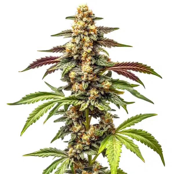 Alien Rock Candy F1 1