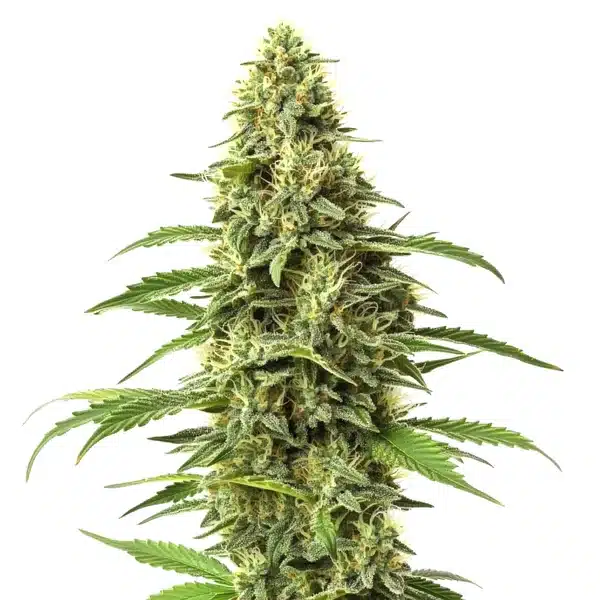 Amnesia CBD Strain 1 1