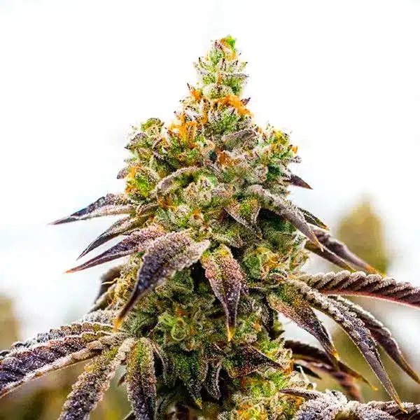 Black Domina x Afghan Kush 1