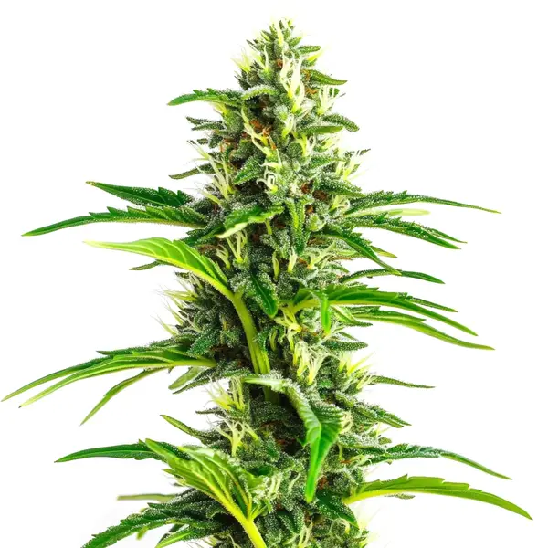 CBD Ratio 1 30