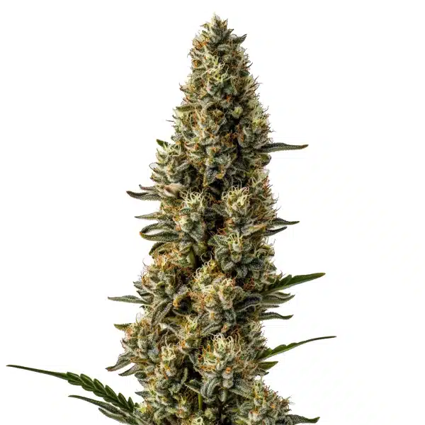 CBD Strawberry 1 15