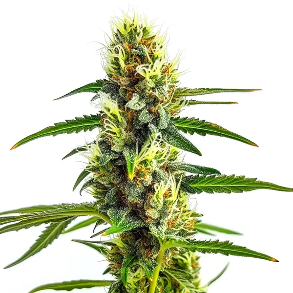CBD Strawberry 1 30