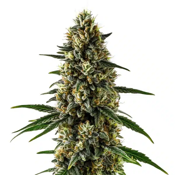 CBD Super Kush 1 15