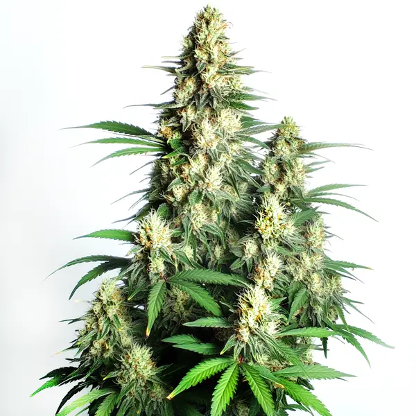 Cream Candy Auto