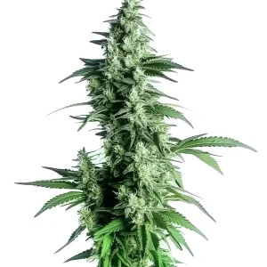 Goji OG