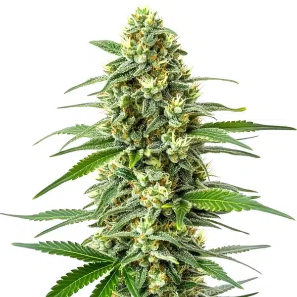 OG Kush x Mazar 1
